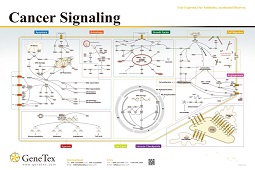 Cancer Signaling